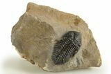 Pseudocryphaeus Trilobite - Morocco #323594-3